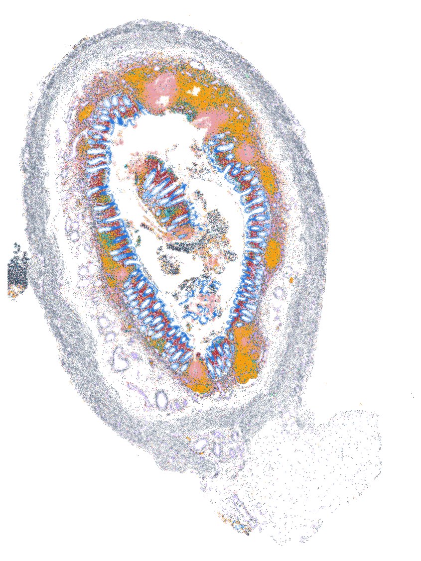 The same section, 207,341 cells coloured by cell type from in situ RNA